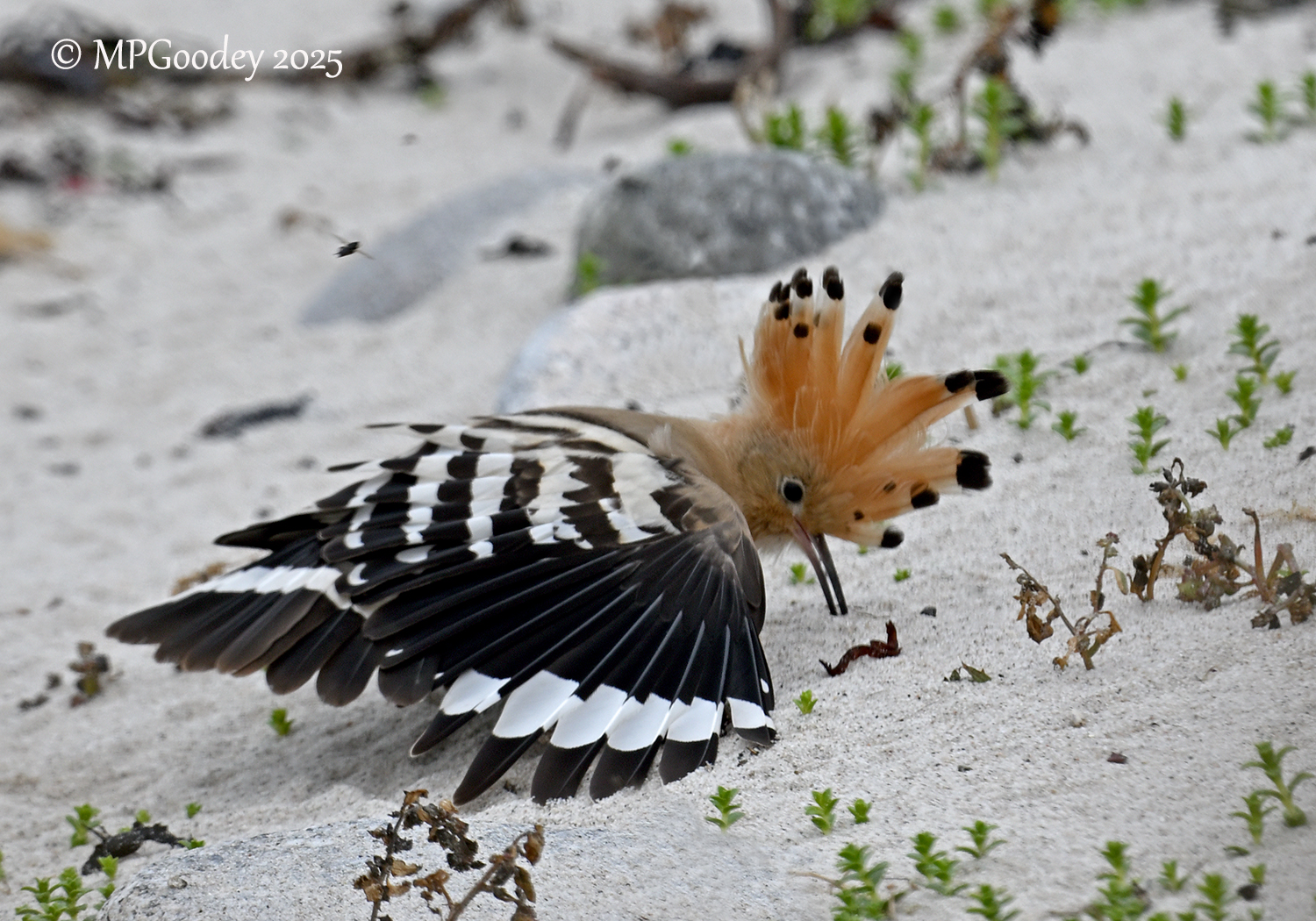 Hoopoe