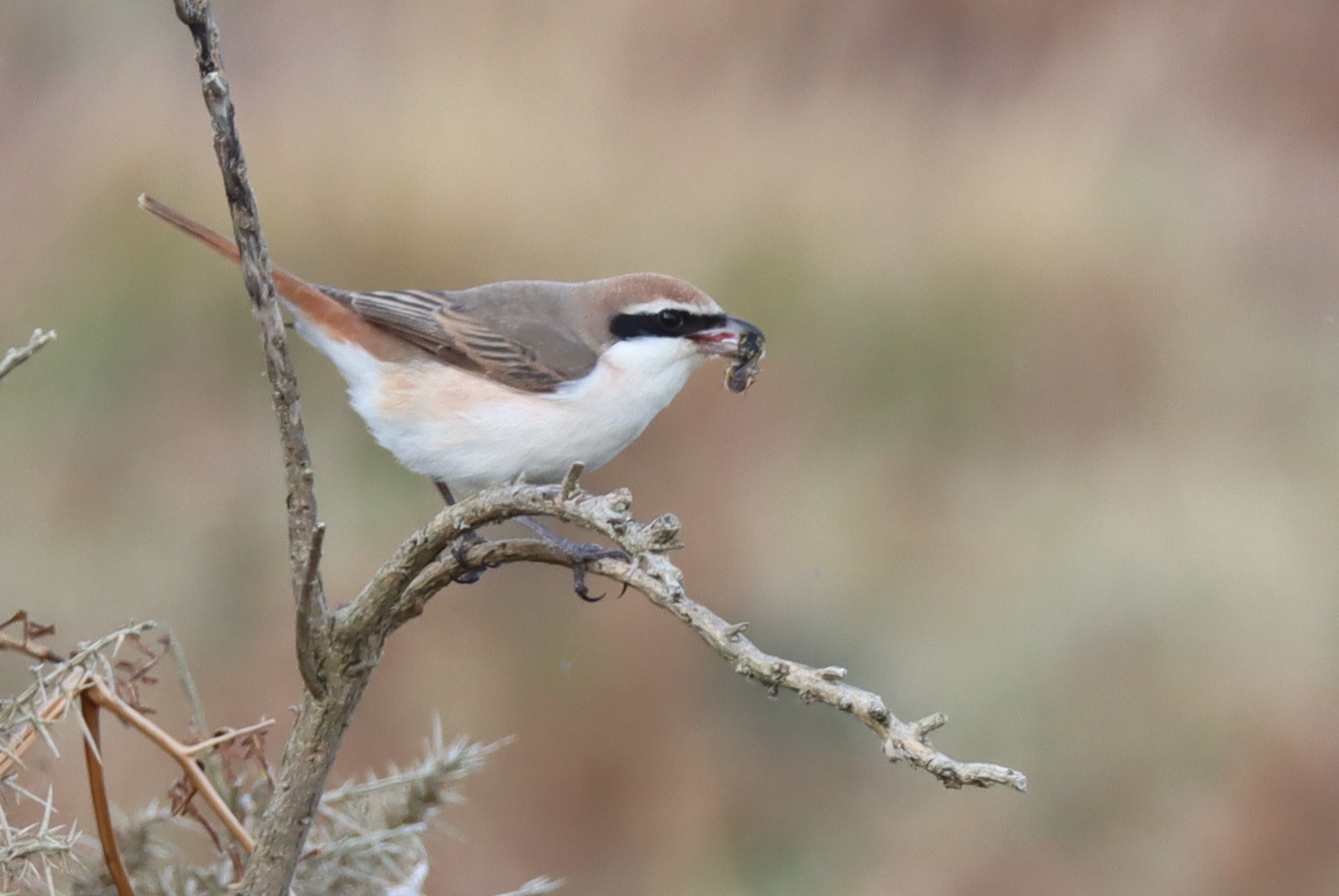 Turkestan Shrike
