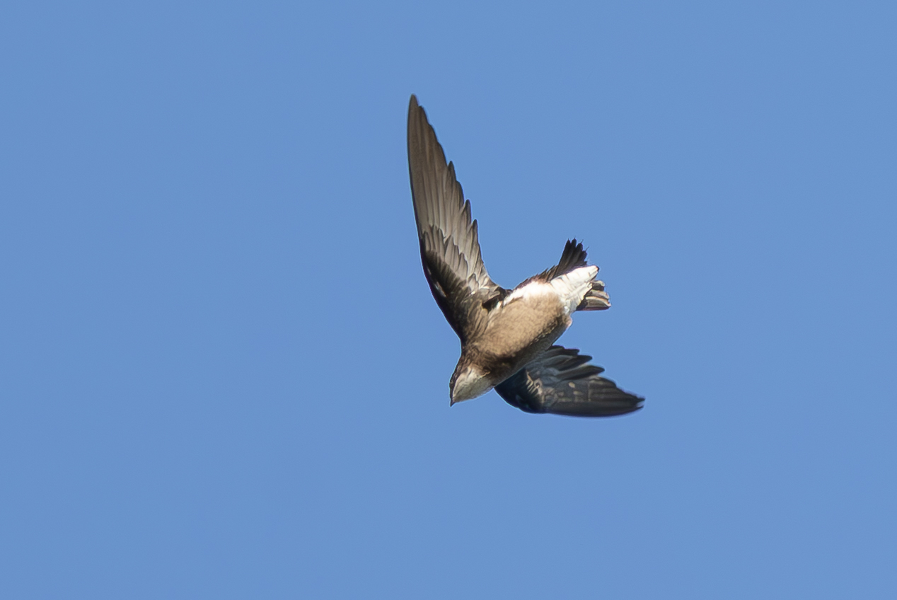 White-throated Needletail