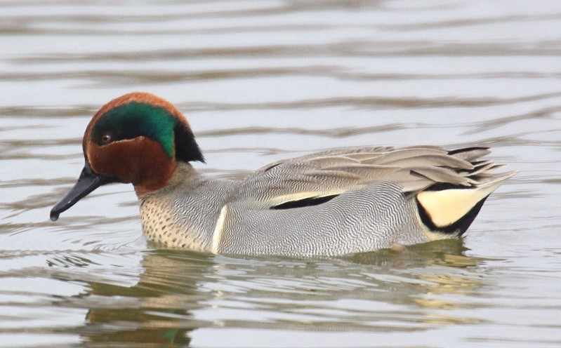 Green-winged Teal X Teal (?)