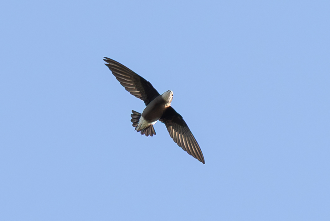 White-throated Needletail