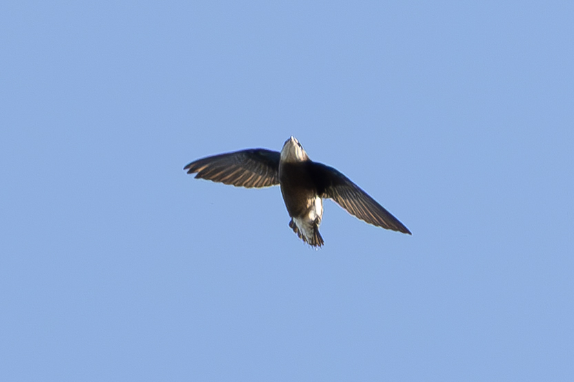 White-throated Needletail