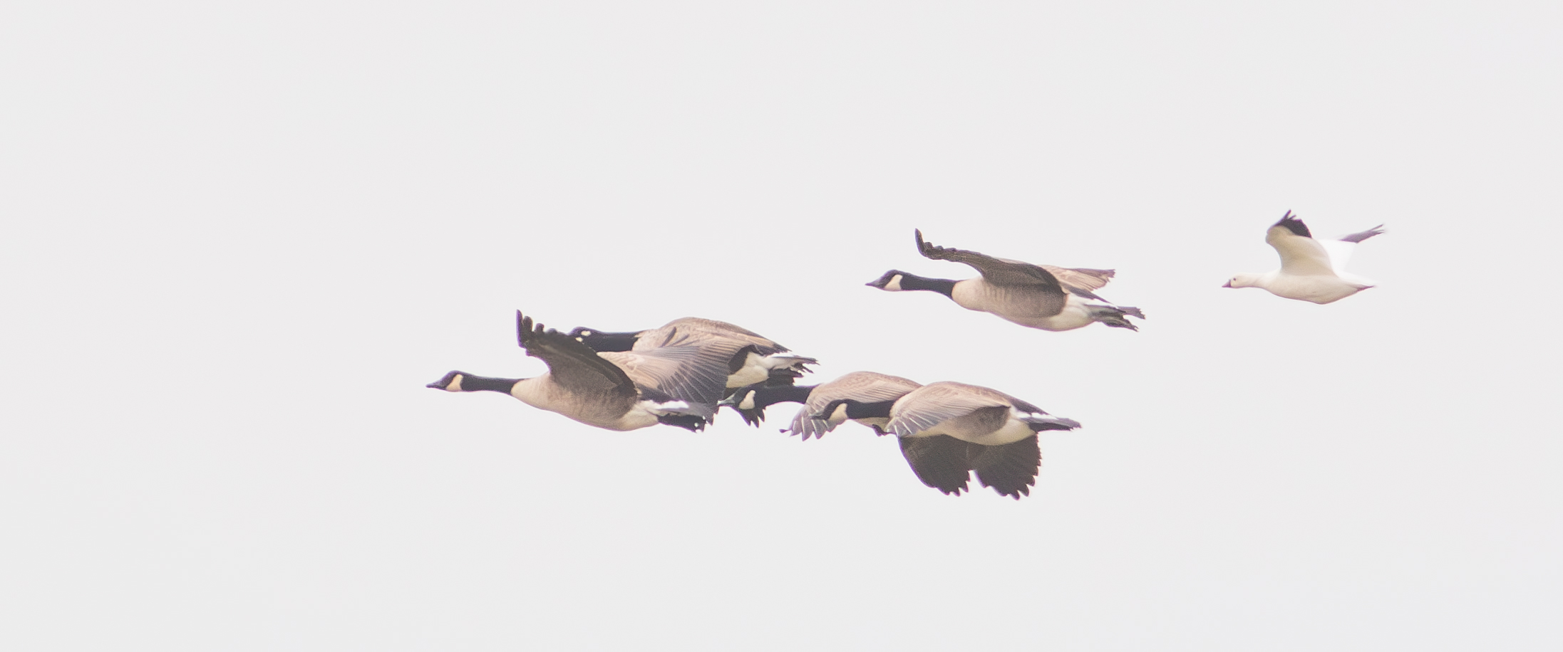 Ross's Goose