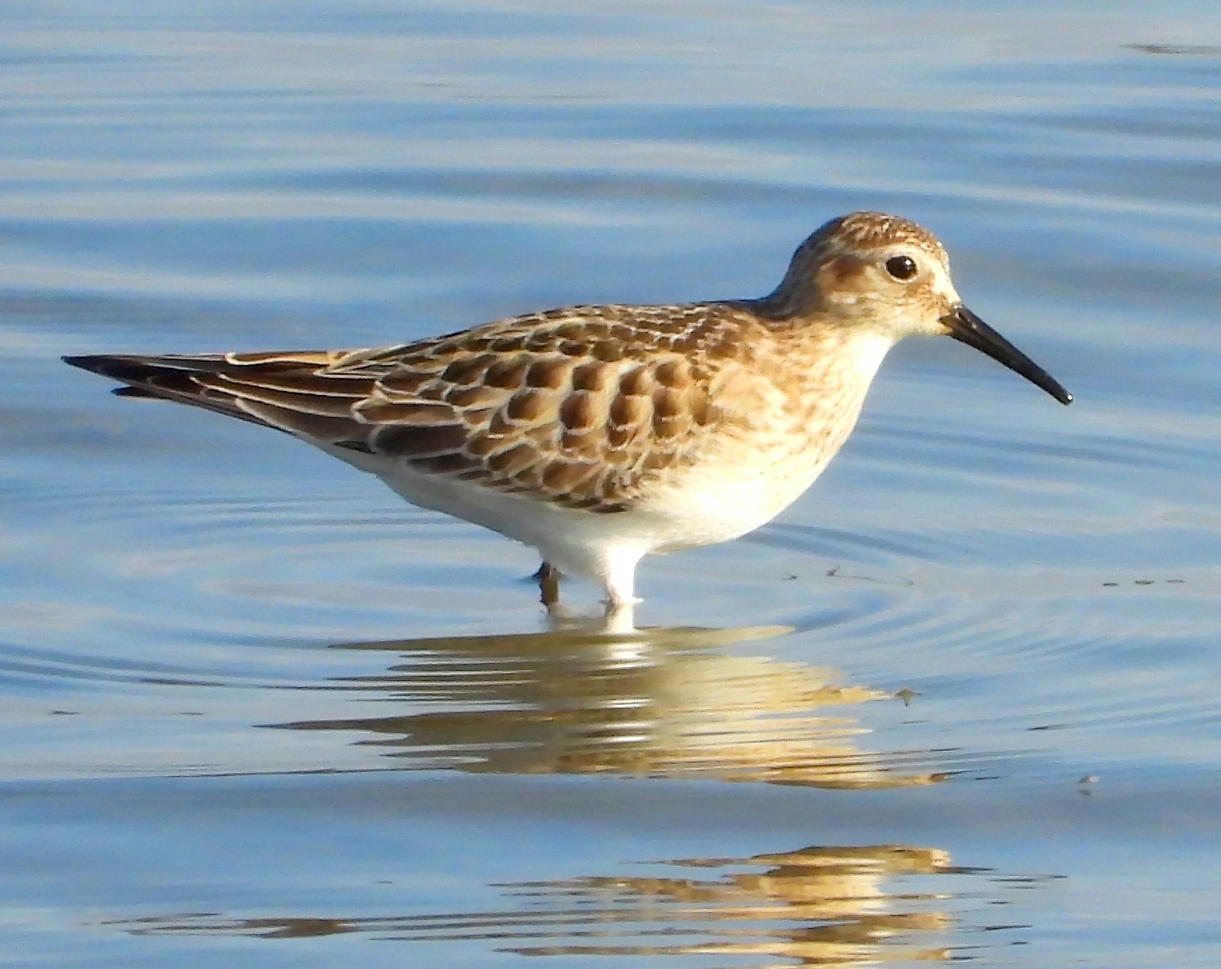 Baird's Sandpiper
