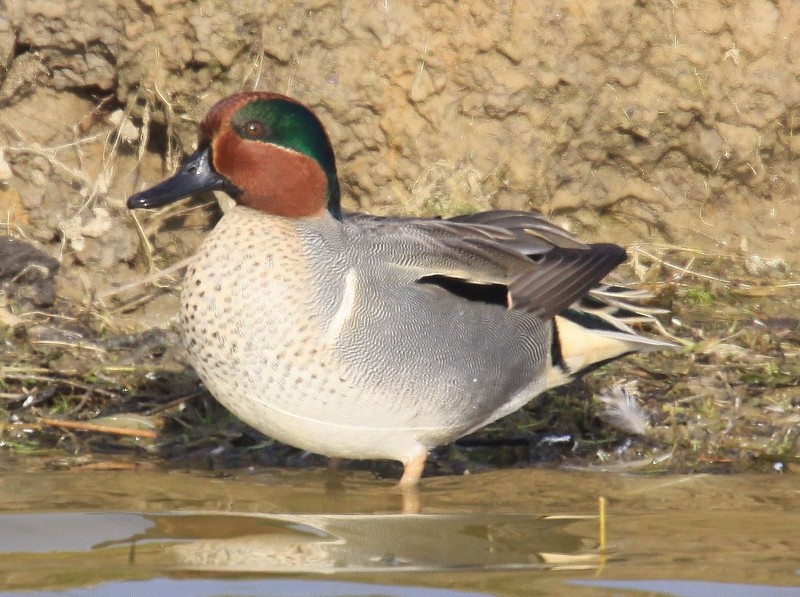 Green-winged Teal X Teal (?)