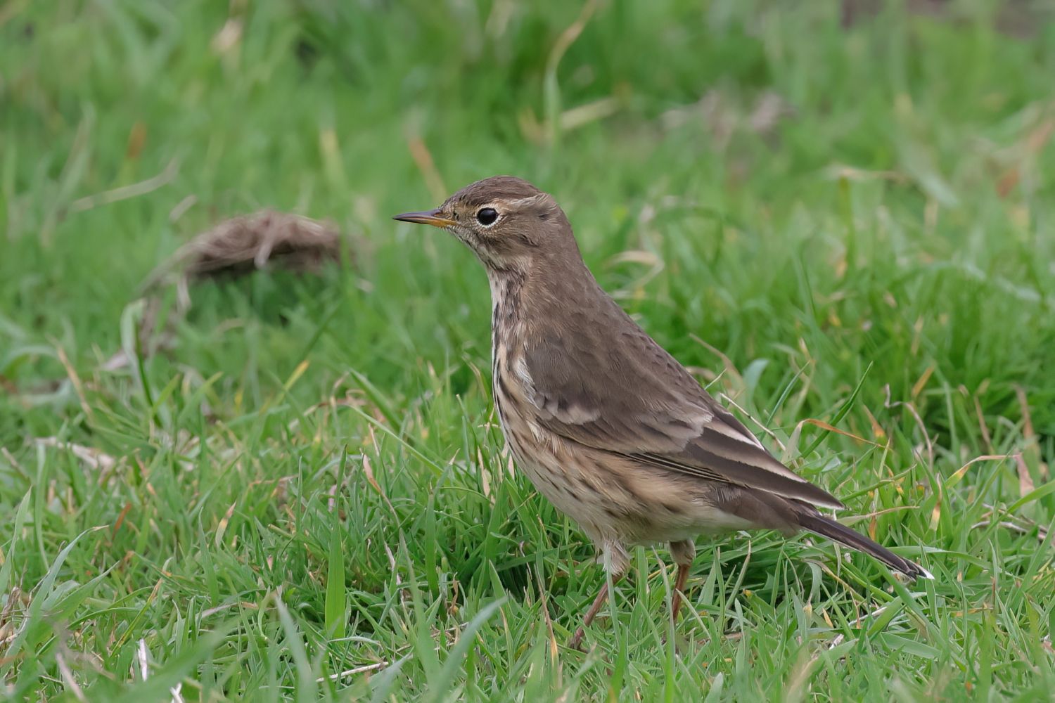 American Pipit