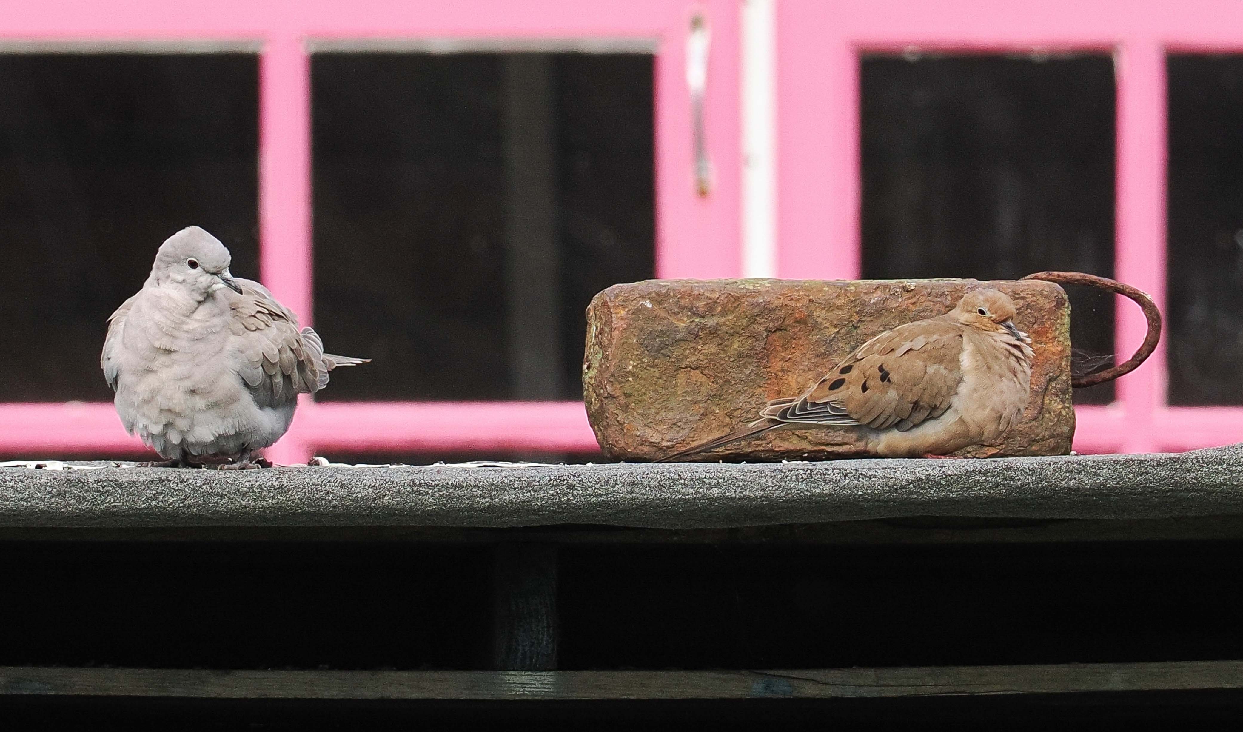 Mourning Dove