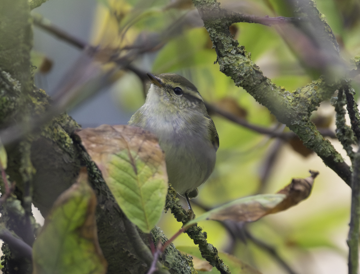 Yellow-browed Warbler