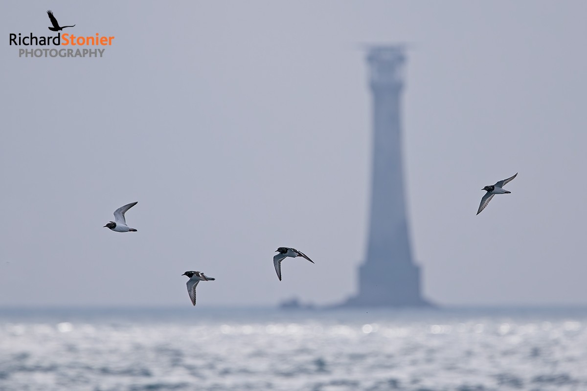 Turnstone