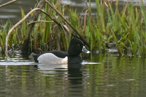 Ring-necked Duck