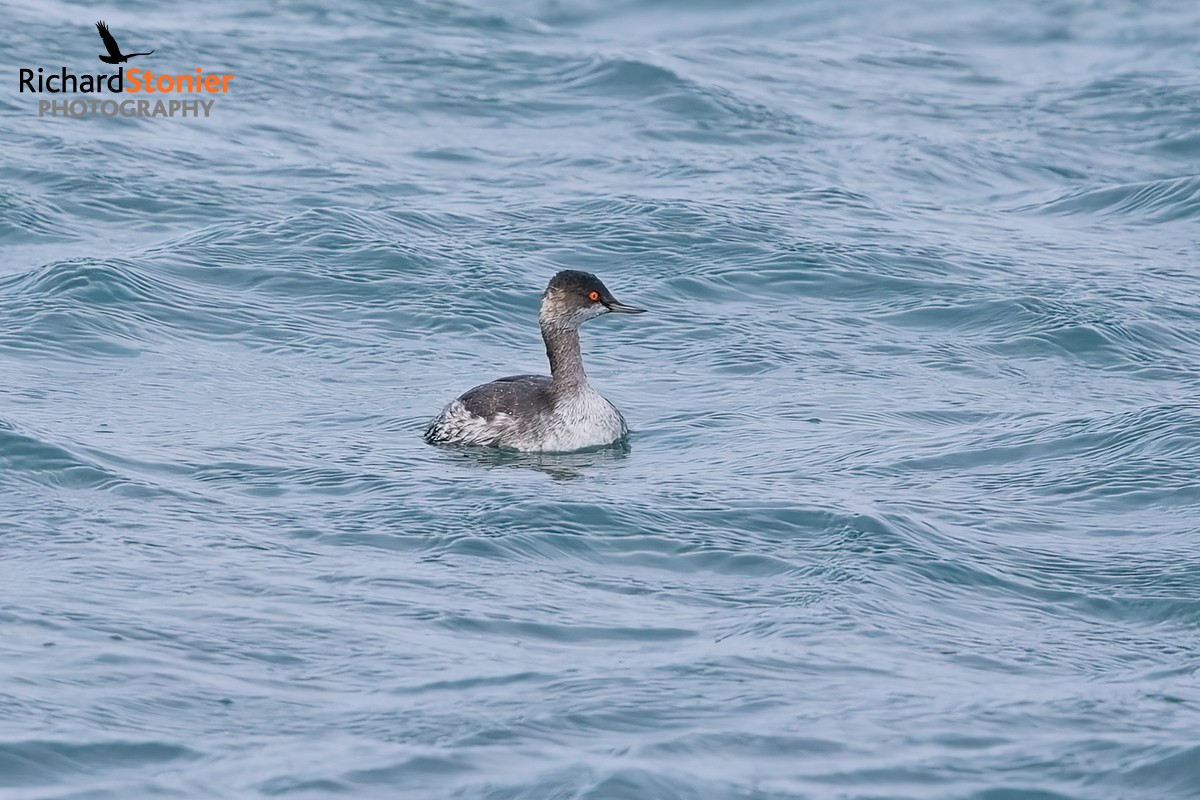Black-necked Grebe