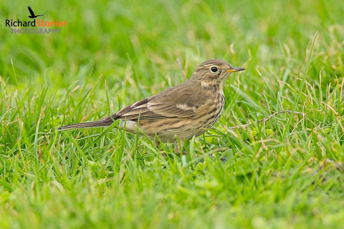 American Pipit
