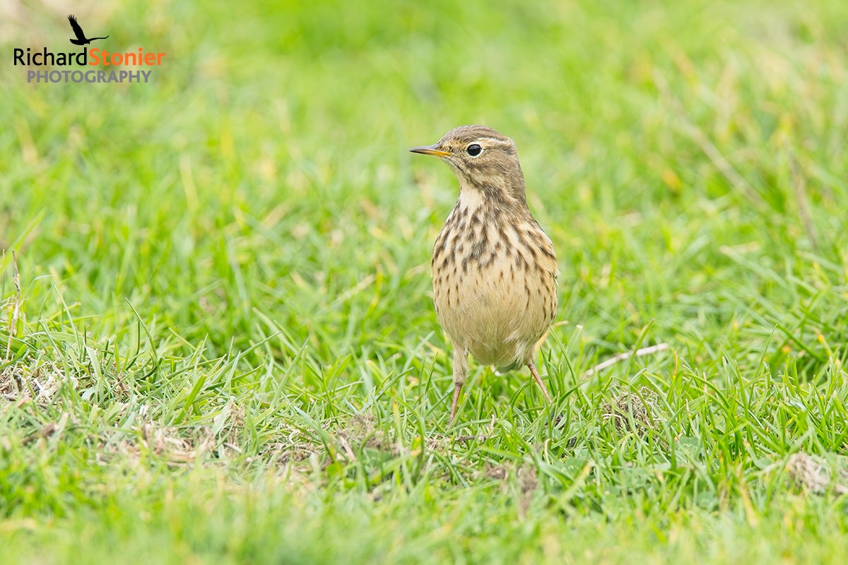 American Pipit