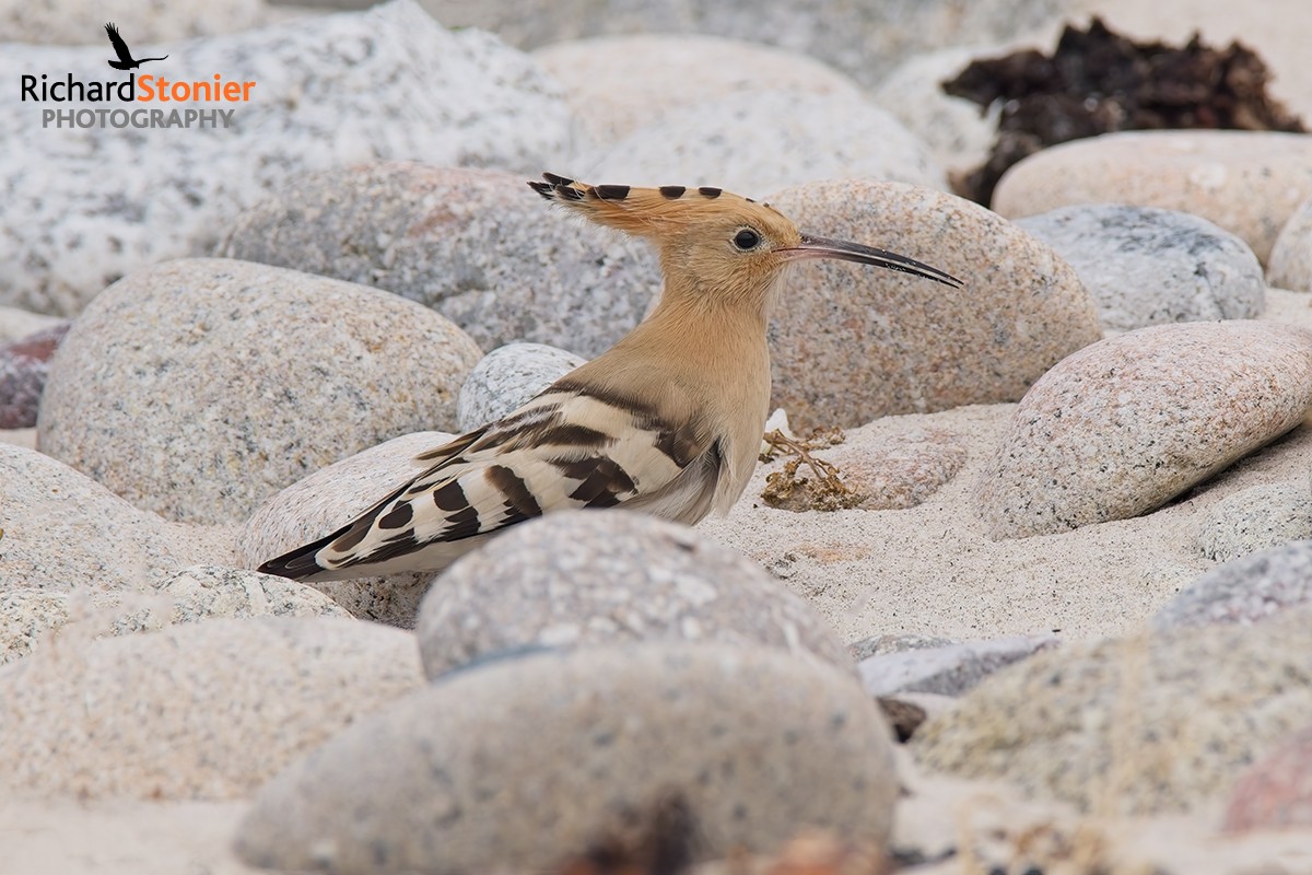 Hoopoe
