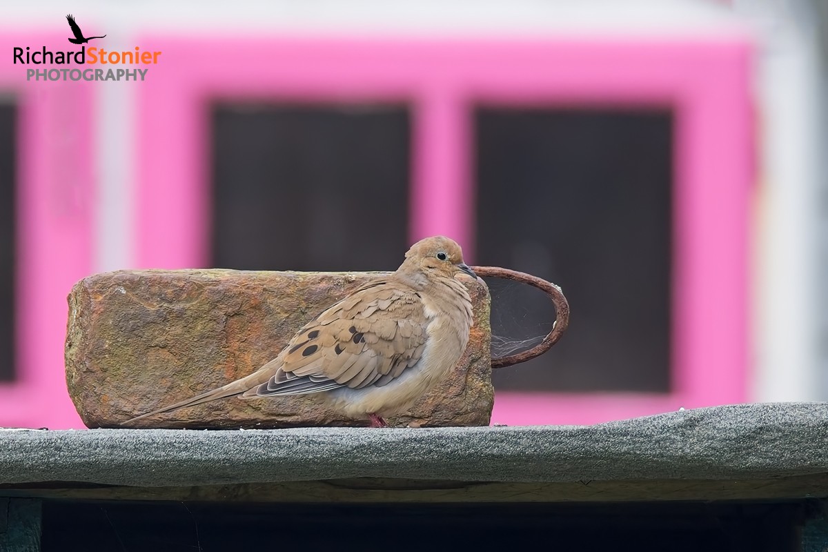 Mourning Dove