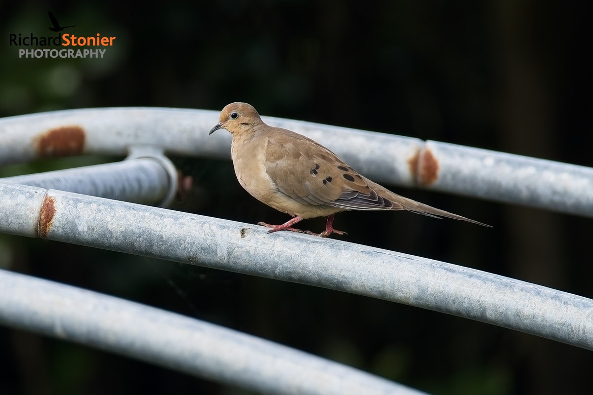 Mourning Dove