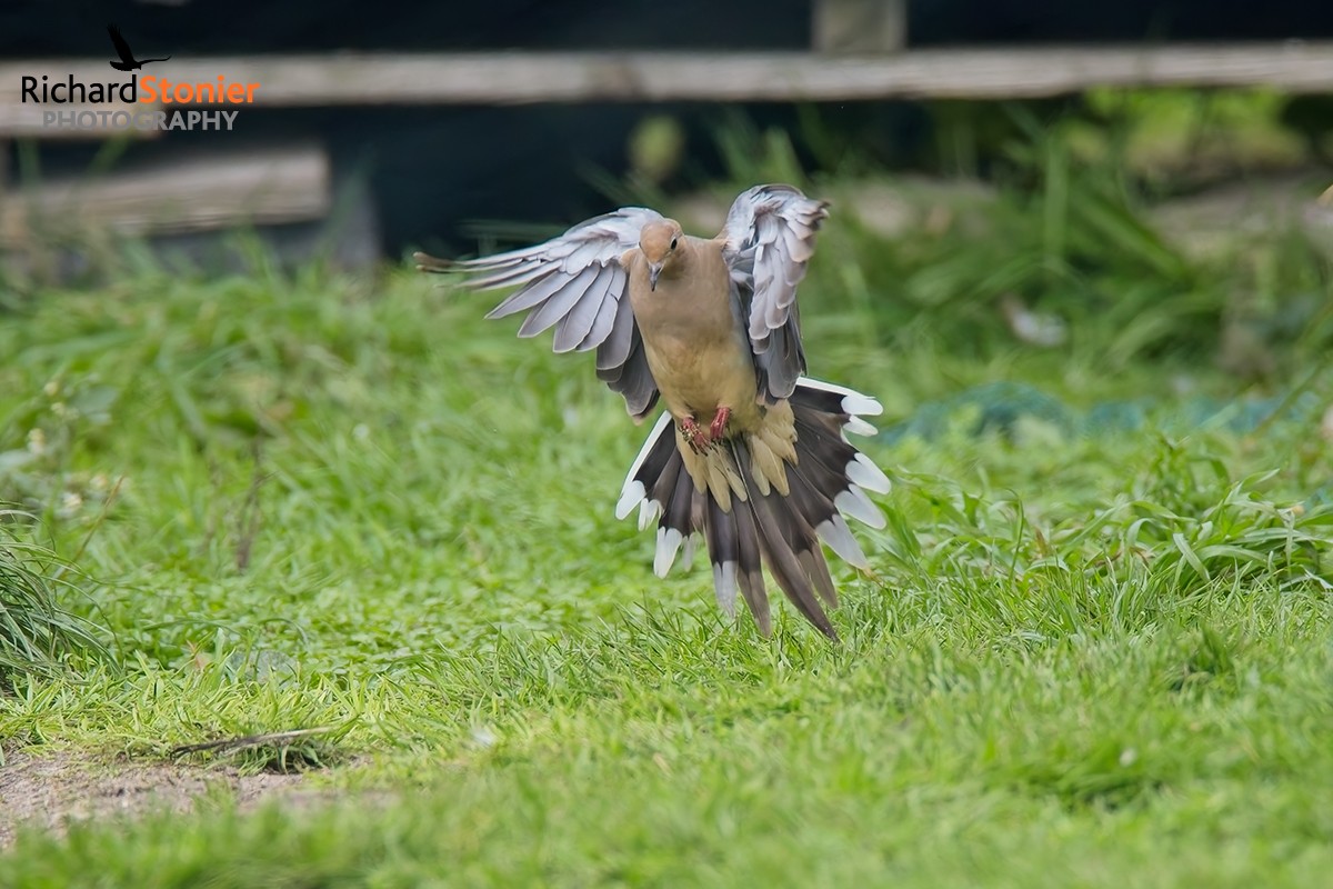 Mourning Dove