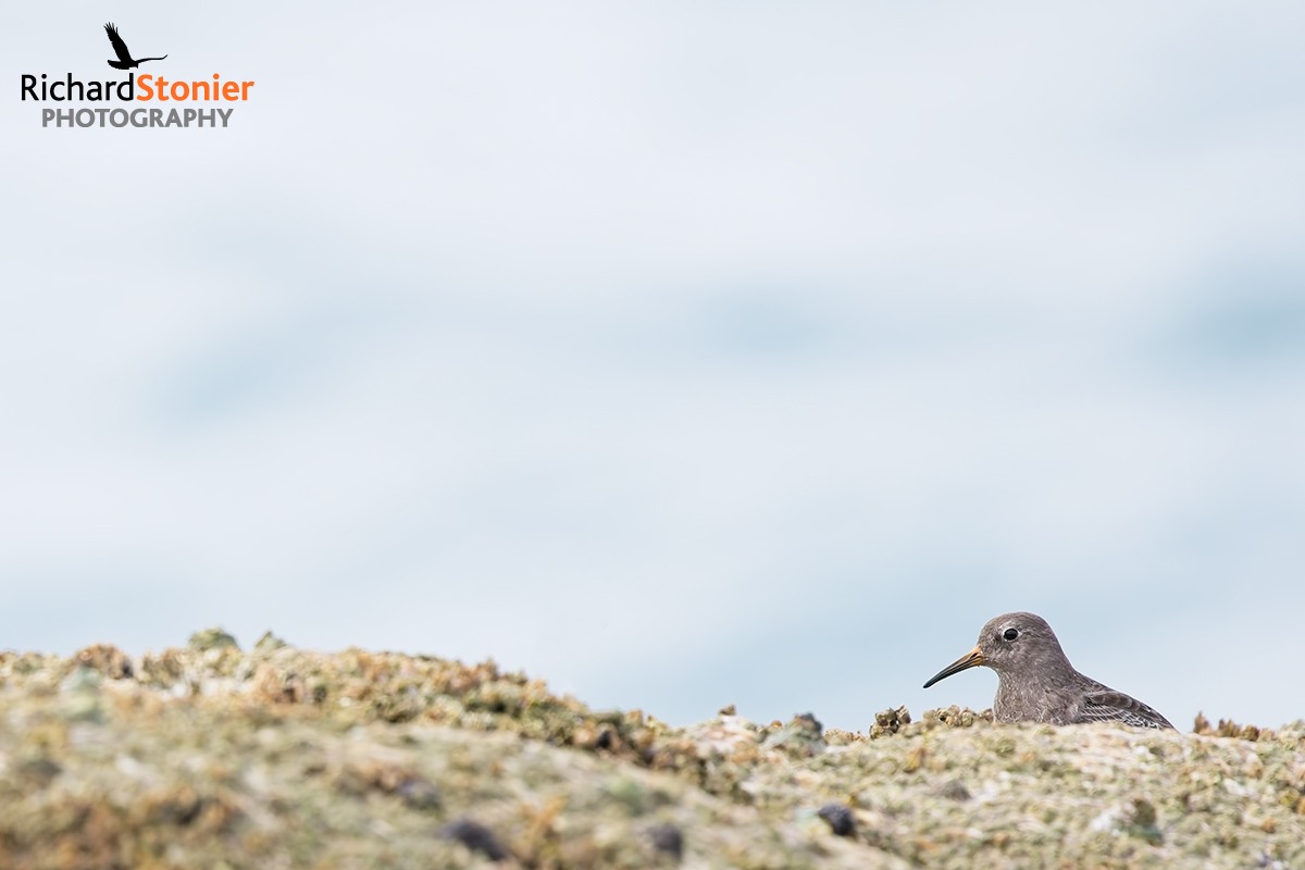 Purple Sandpiper