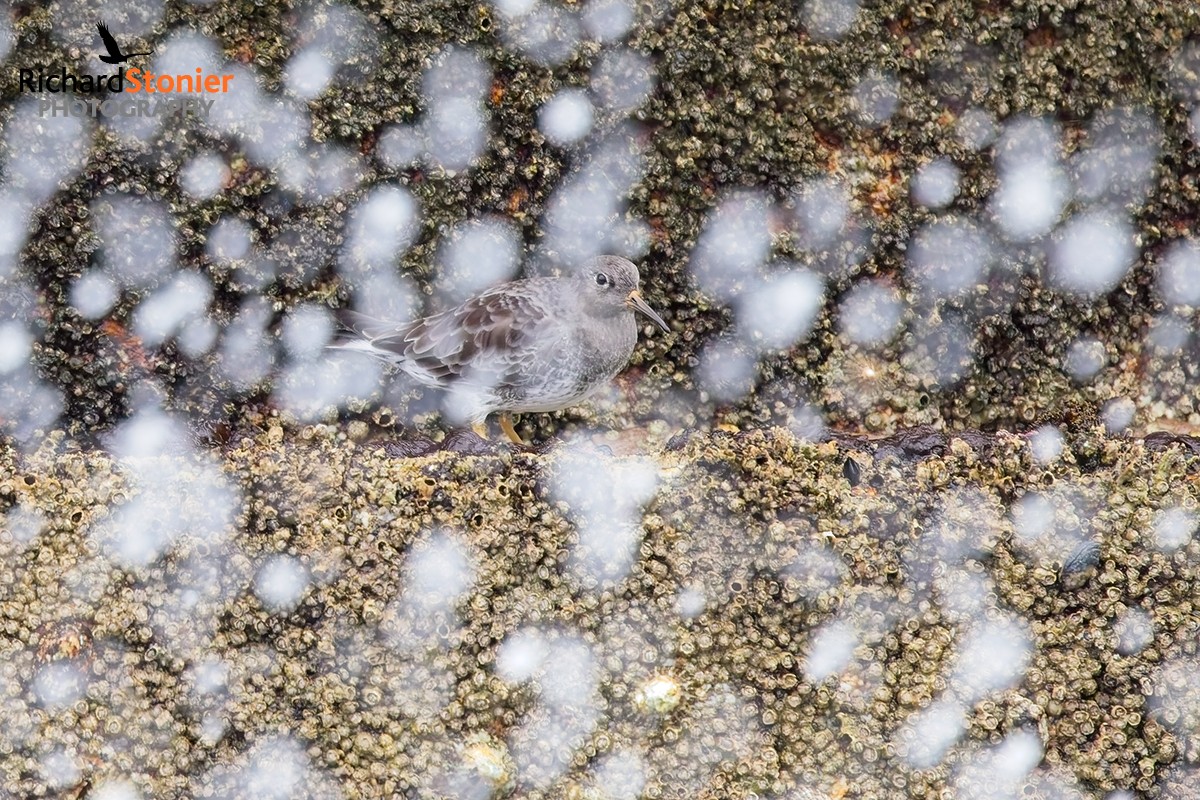 Purple Sandpiper