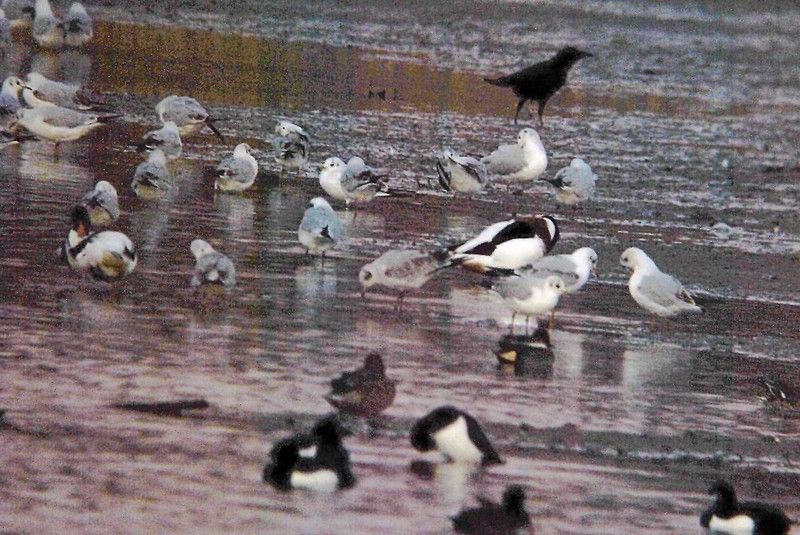 Mediterranean Gull