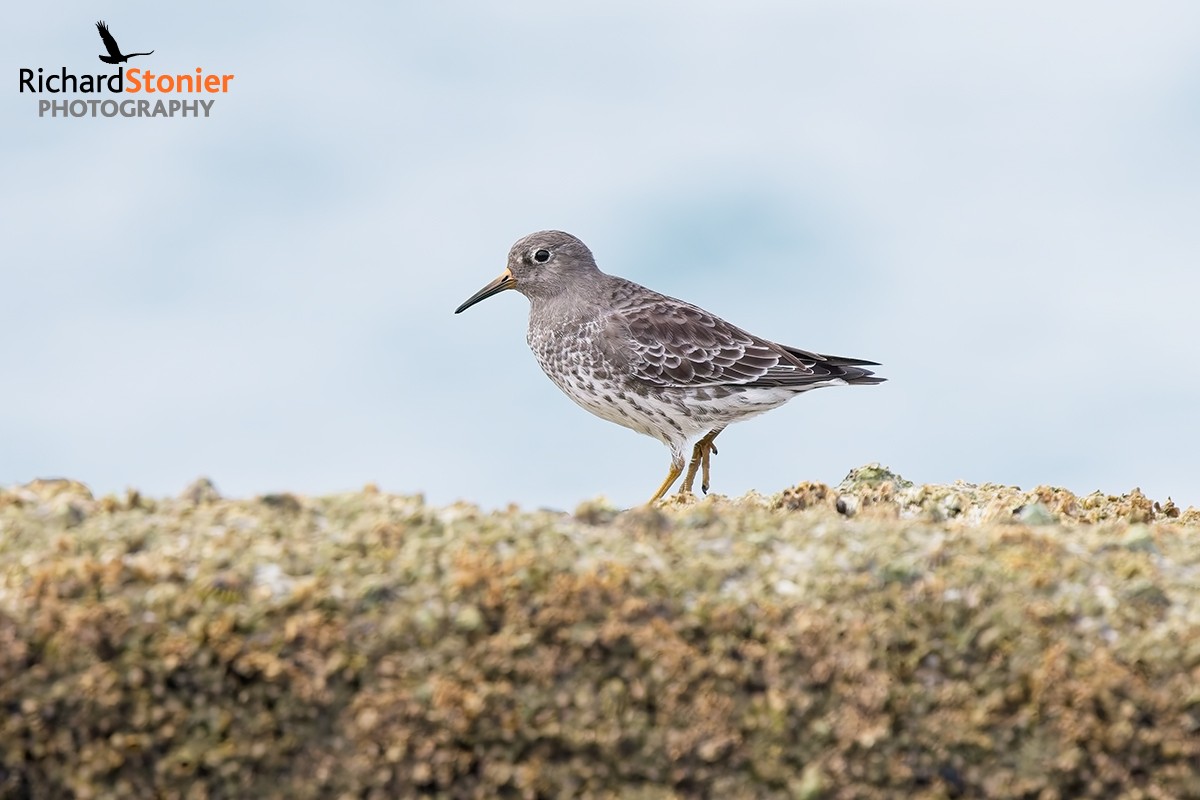 Purple Sandpiper