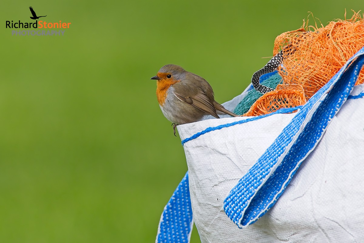 Robin