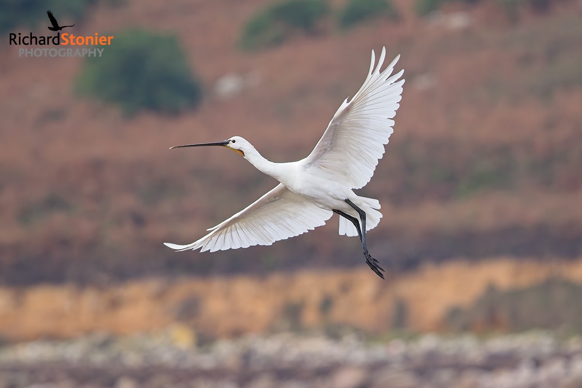 Spoonbill