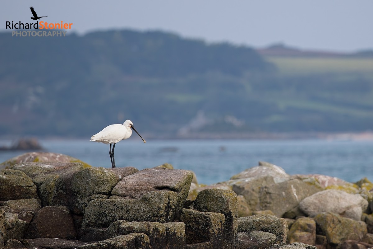 Spoonbill
