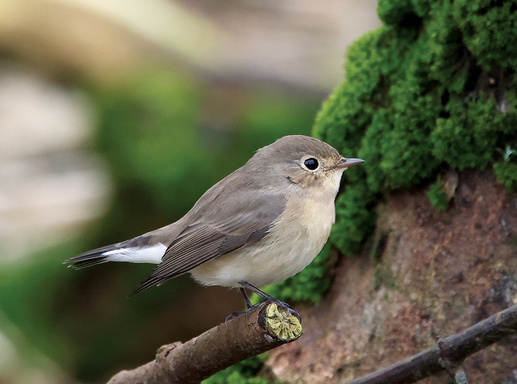 Red-breasted Flycatcher