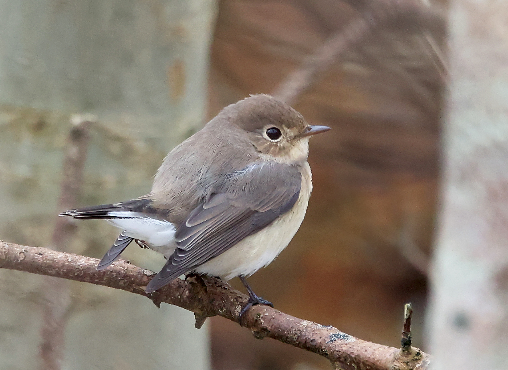 Red-breasted Flycatcher