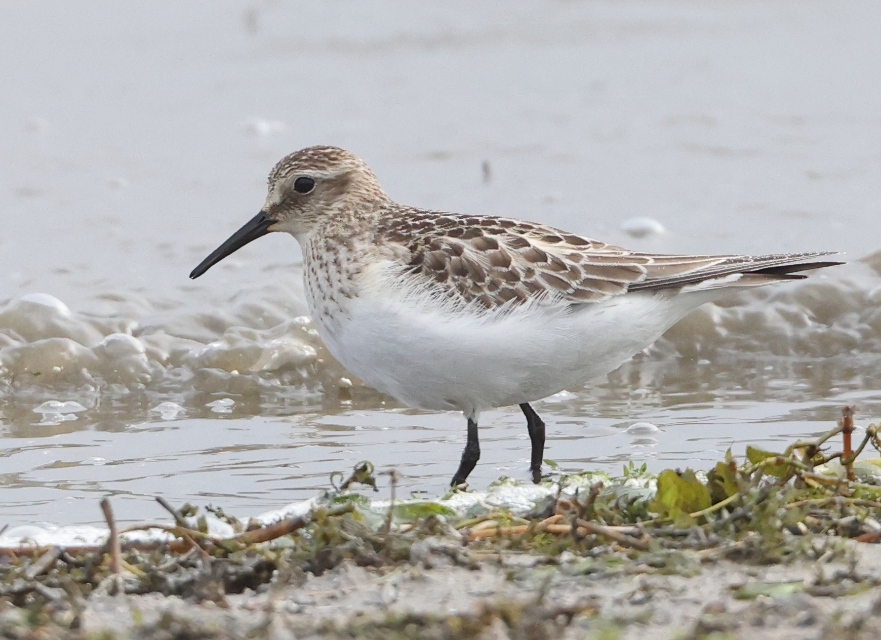 Baird's Sandpiper