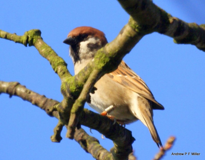 Tree Sparrow