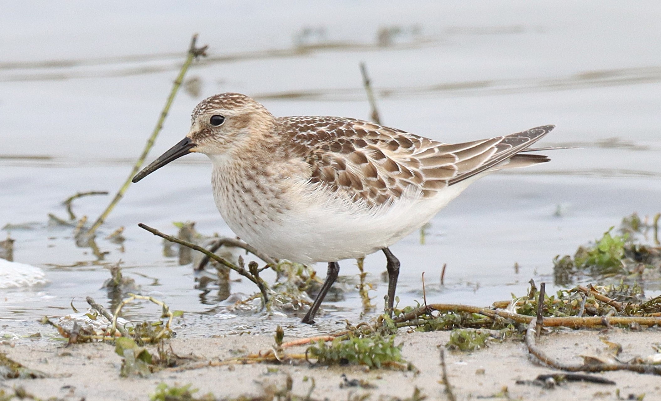 Baird's Sandpiper