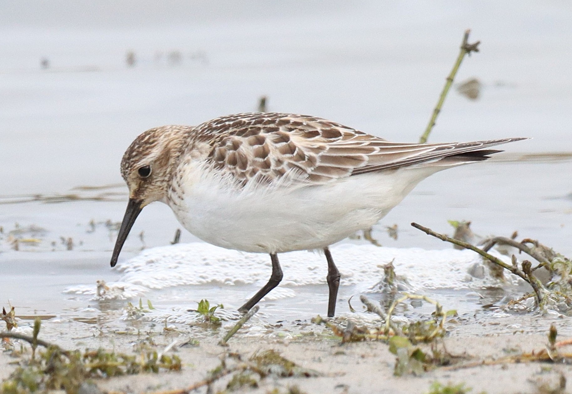 Baird's Sandpiper