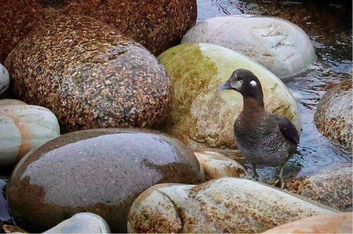 Harlequin Duck