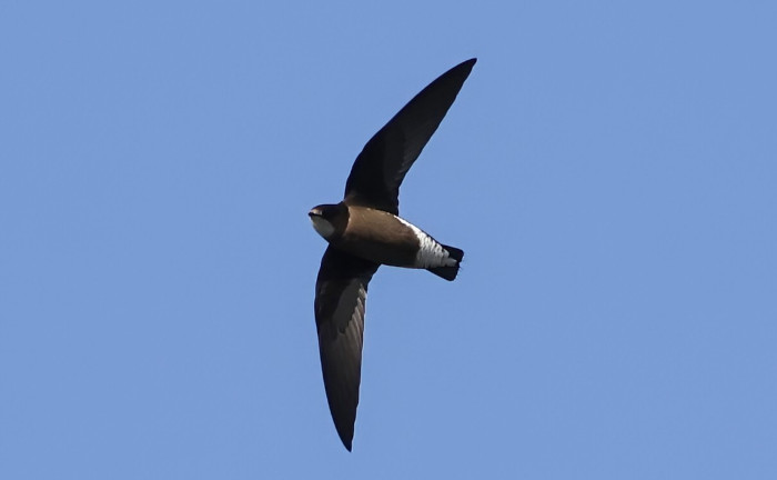 White-throated Needletail