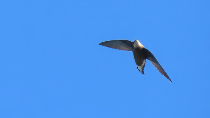 White-throated Needletail