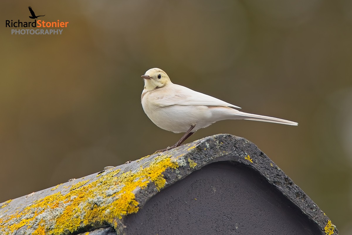Pied Wagtail