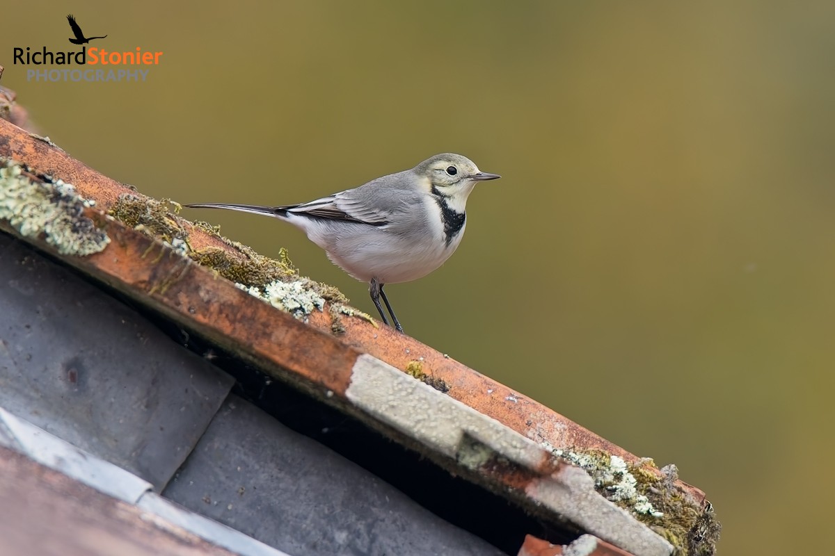 White Wagtail