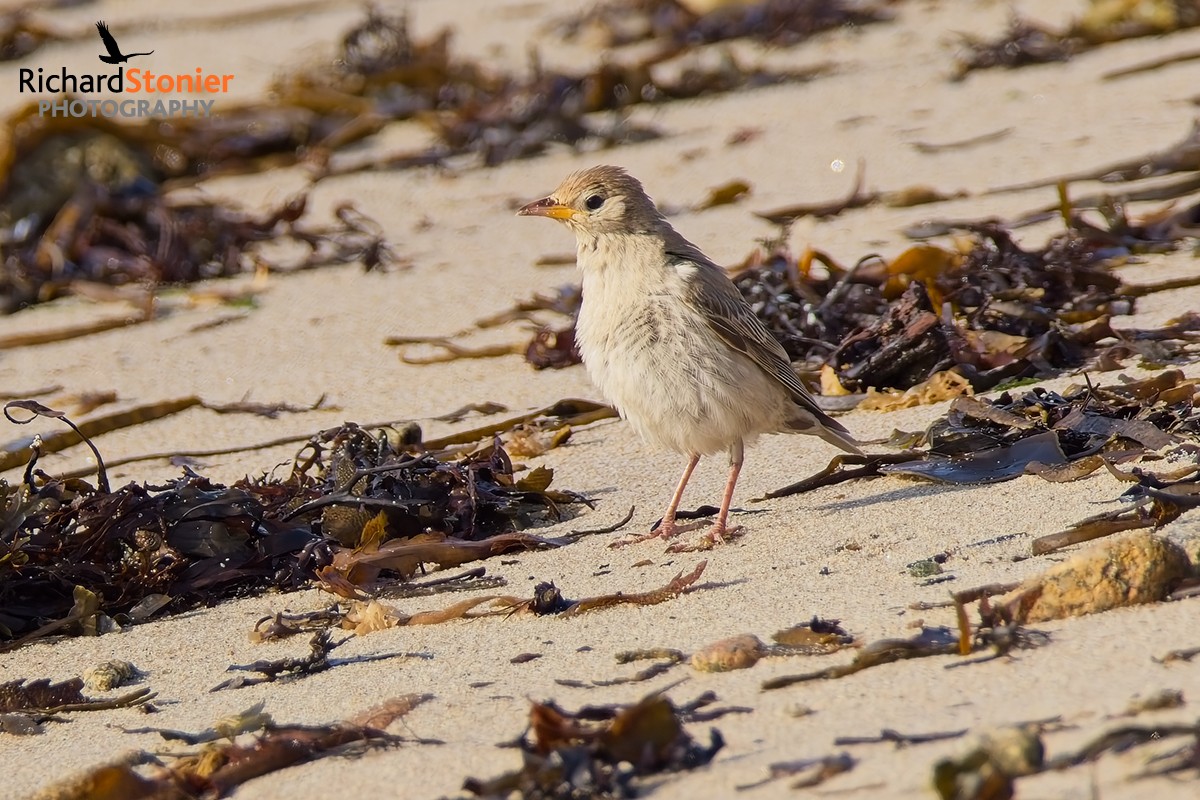Rose-coloured Starling