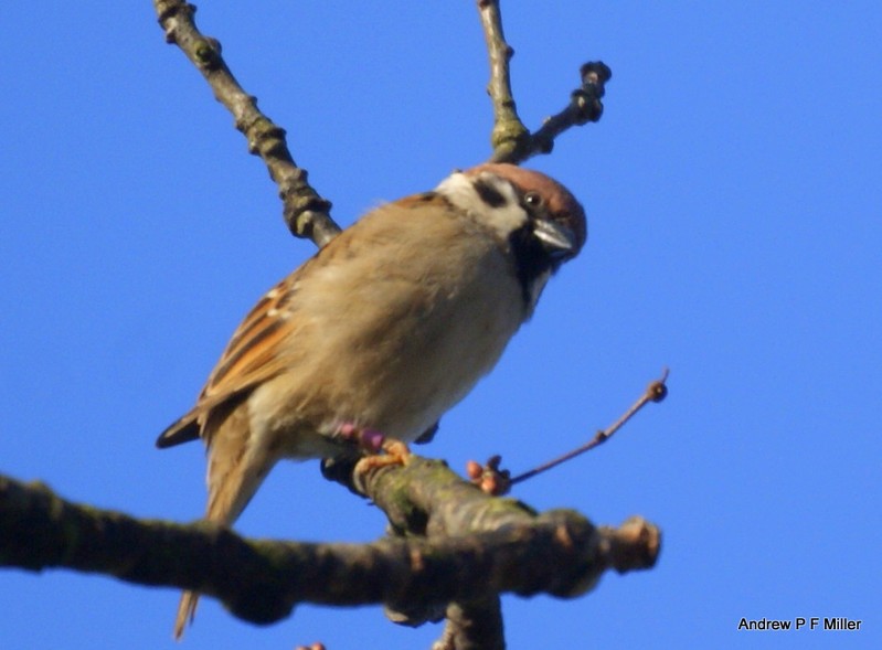 Tree Sparrow