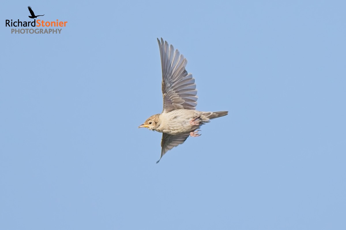 Rose-coloured Starling