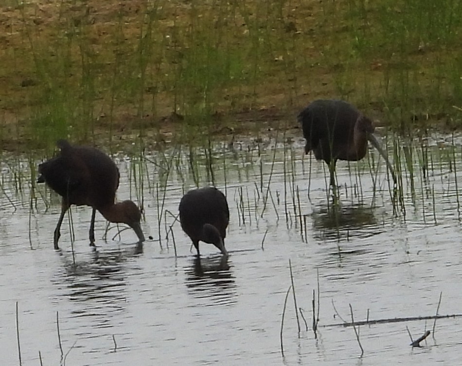 Glossy Ibis