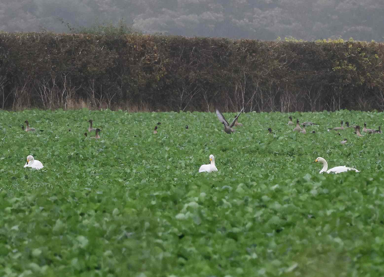Whooper Swan