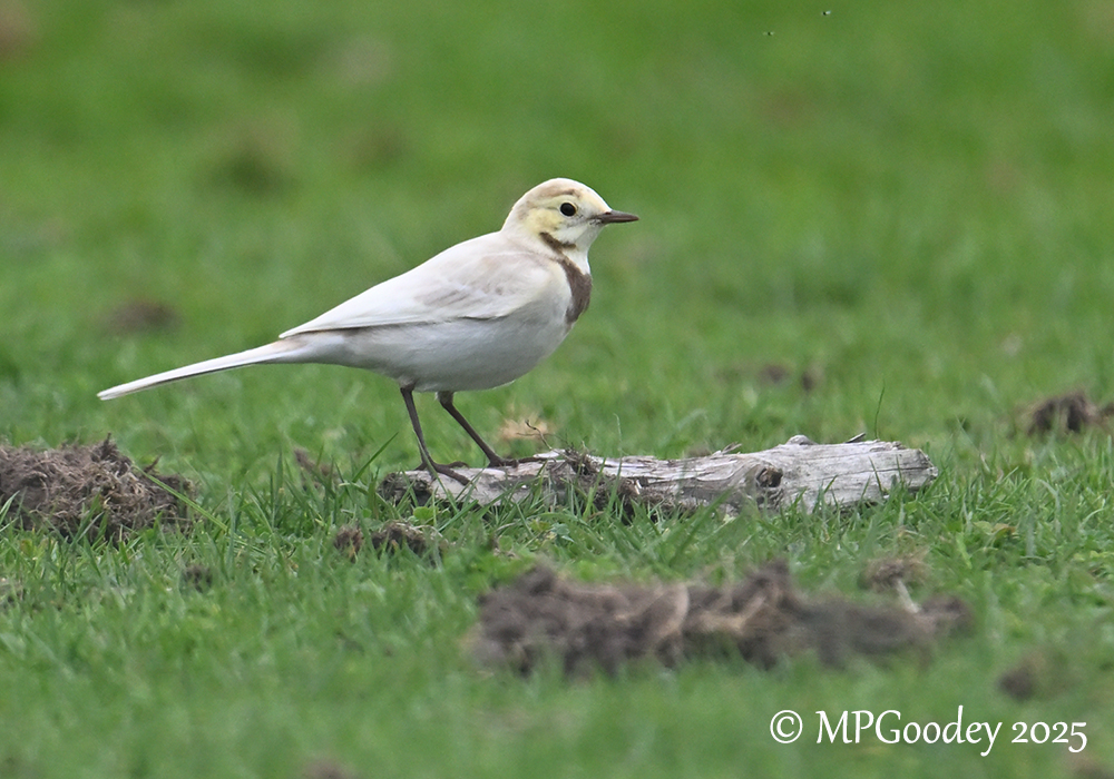 Pied Wagtail