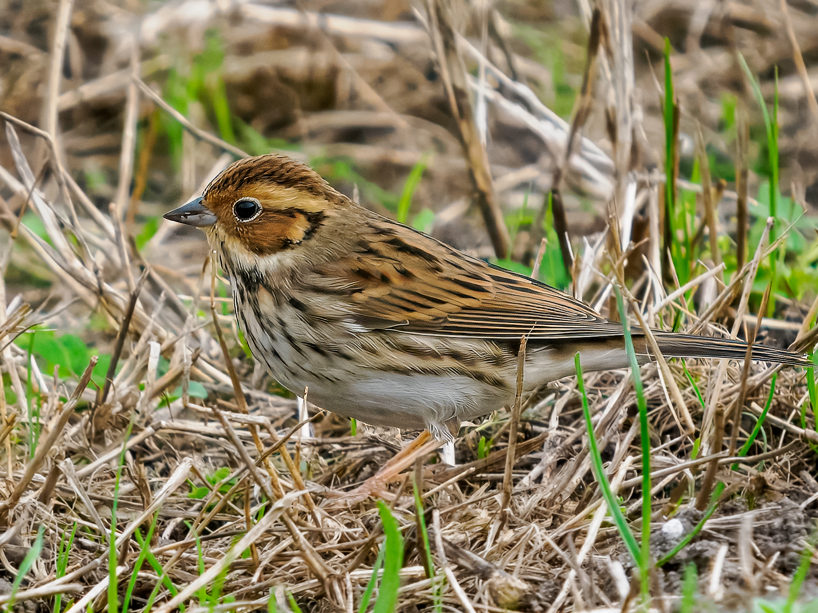 Little Bunting