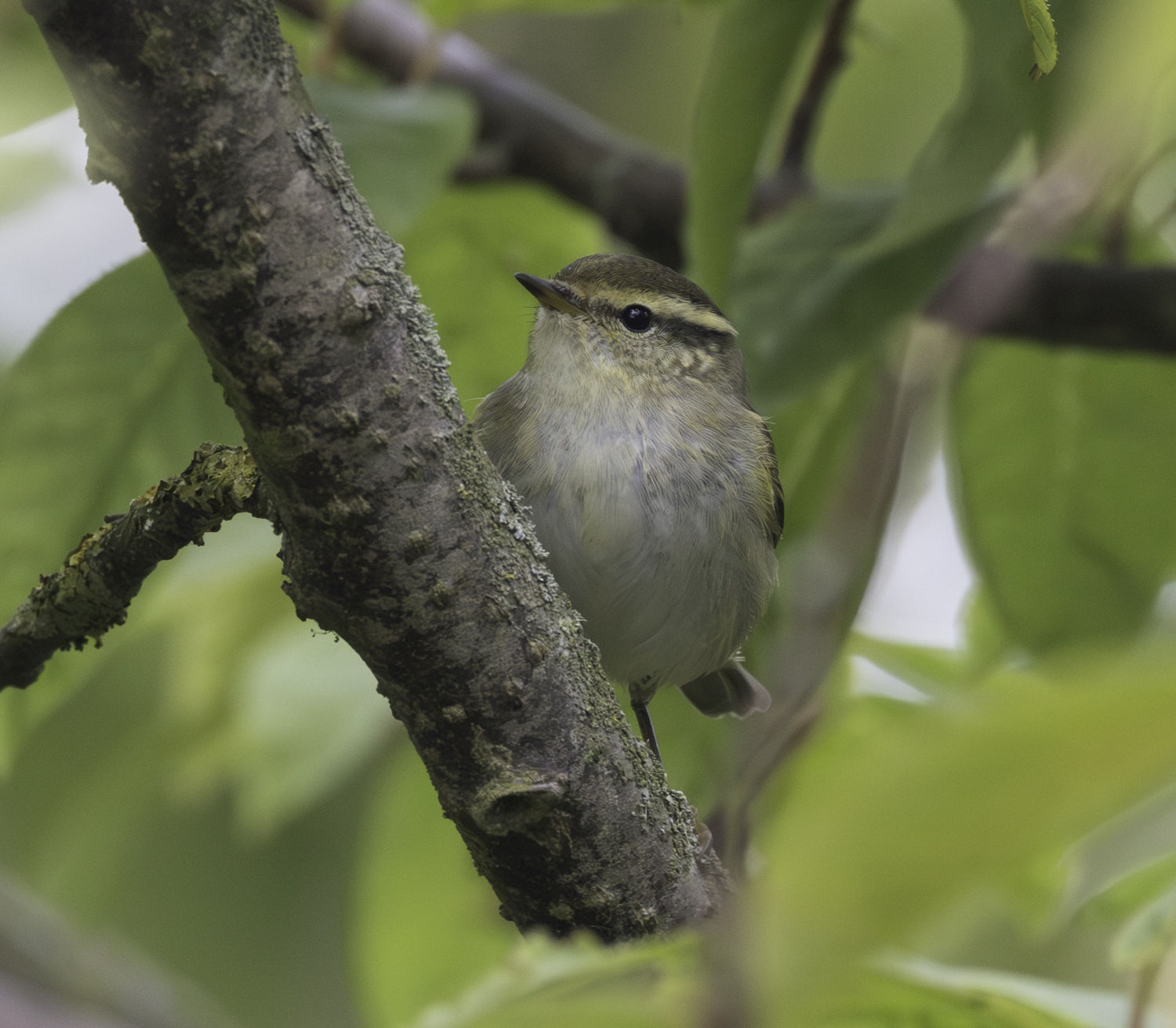 Yellow-browed Warbler