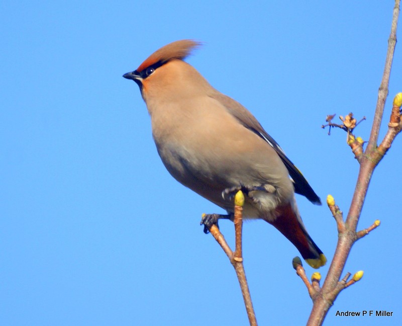 Waxwing