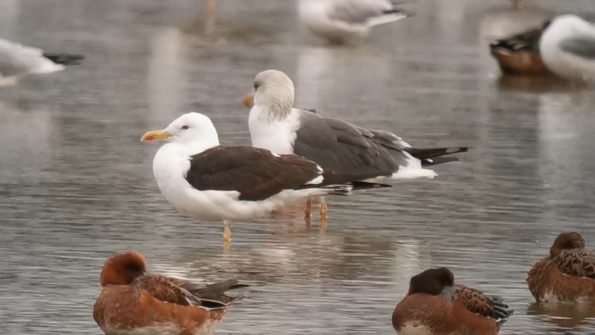 Baltic Gull