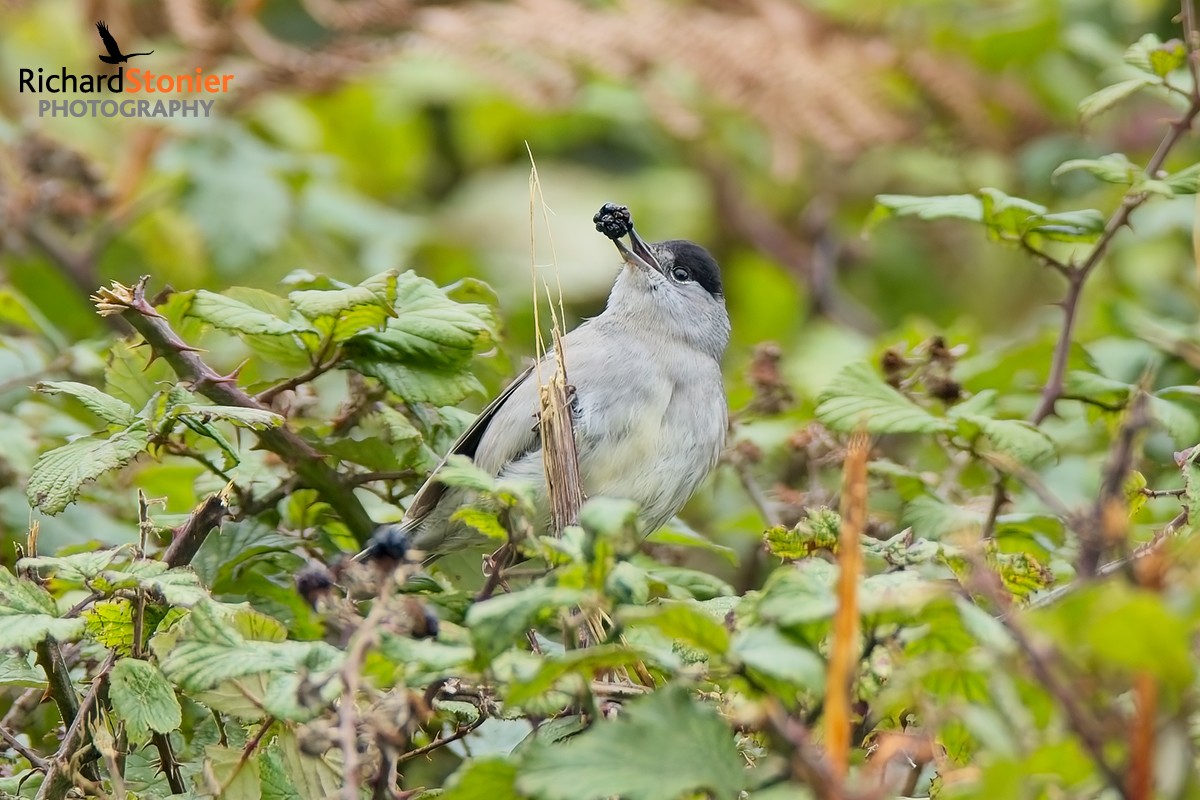 Blackcap